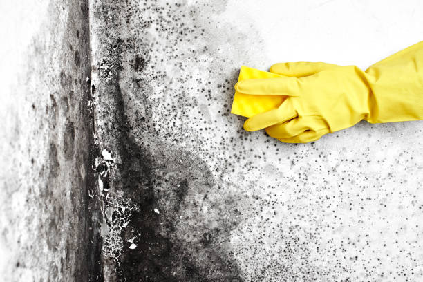 Best Attic Mold Removal  in North Weeki Wachee, FL