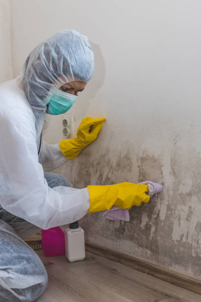 Best Comprehensive Air Testing for Mold Contaminants  in North Weeki Wachee, FL